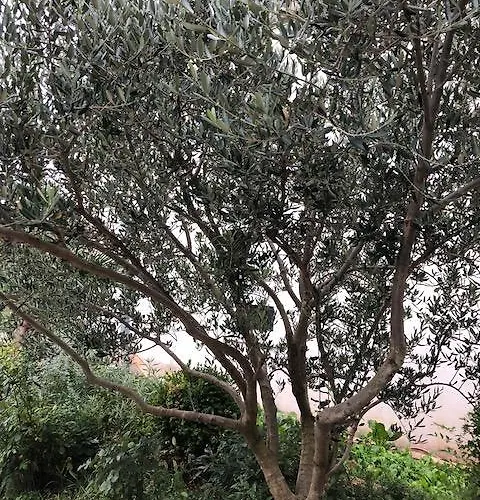 Apartment Feral