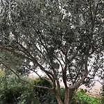 Apartman Feral