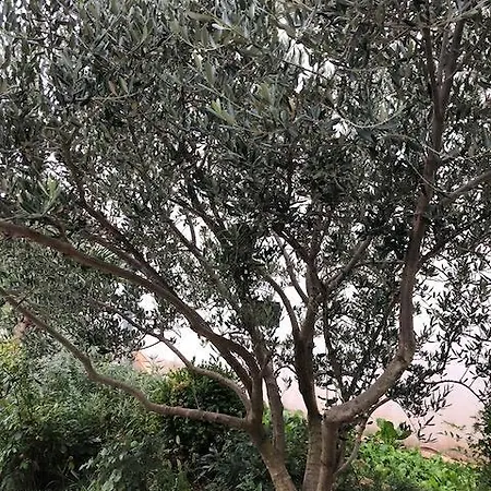 Apartment Feral